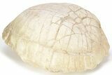 Inflated Fossil Tortoise (Stylemys) - South Dakota #227425-3